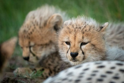 Close-up cute cubs
