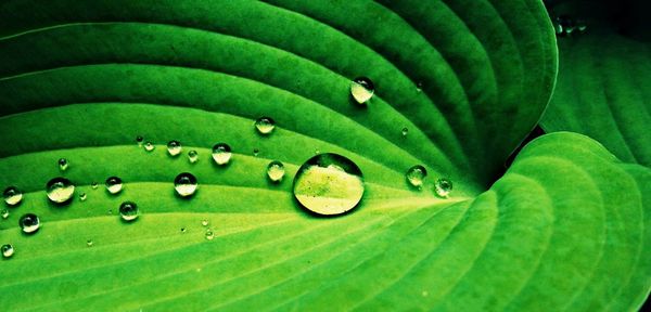 Close-up of green leaves