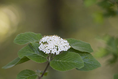 Close-up of white flowering plant