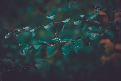 Close-up of wet plant leaves