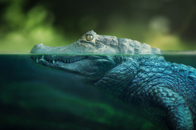 Close-up of crocodile