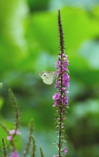Close-up of insect on flower