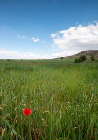 Scenic view of field against sky