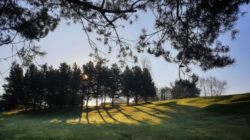 Trees on field against sky