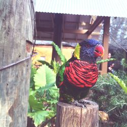 Rainbow lorikeet perching on wooden post