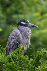 Close-up of bird perching on a land