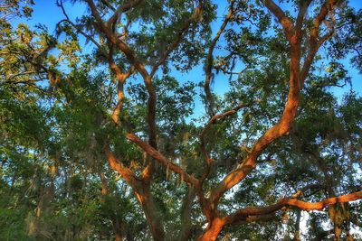 Low angle view of trees in forest against sky