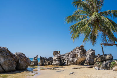 Palm trees and rocks on beach against clear blue sky