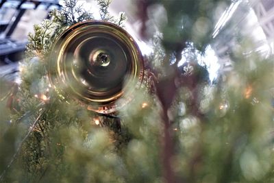 Close-up of water against trees
