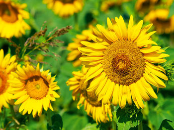 Close-up of sunflower