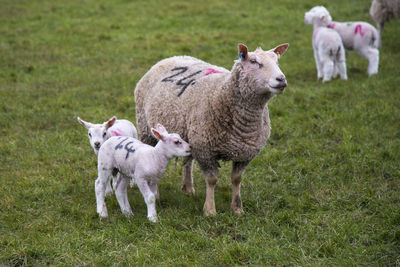 Sheep grazing on grassy field