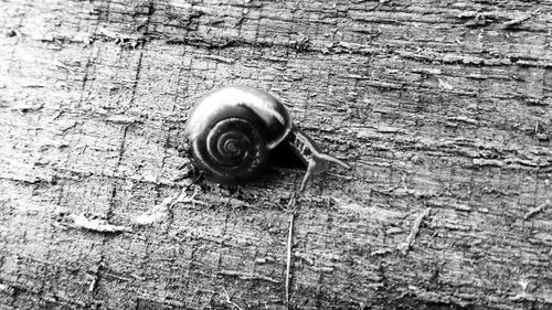 Close-up of snail