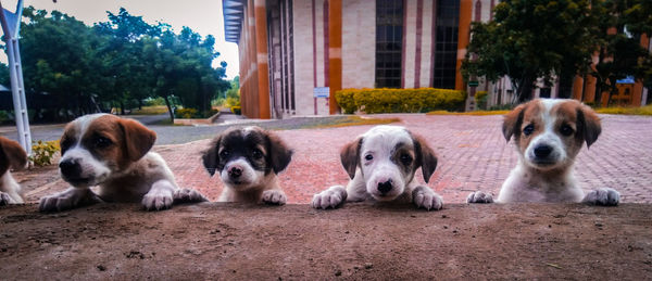 Close-up portrait of puppies by retaining wall