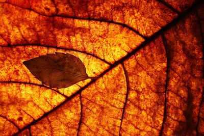 Full frame shot of autumn leaves