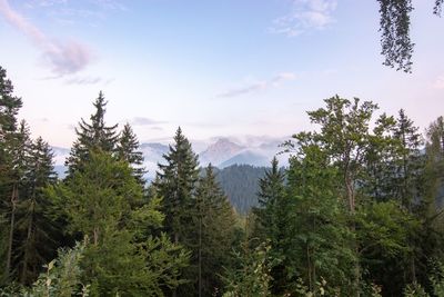 Pine trees in forest against sky