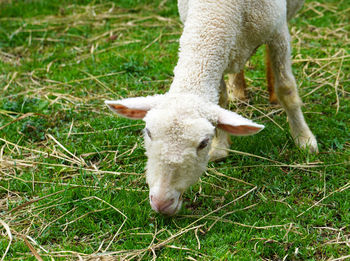 Selective focus of sheep grazing with herd in corral at farm