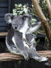 Close-up of koalas
