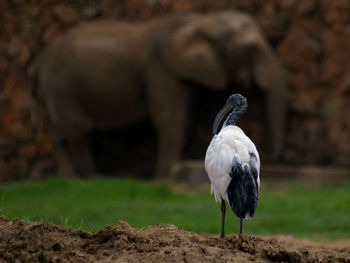 White ibis against elephant on field