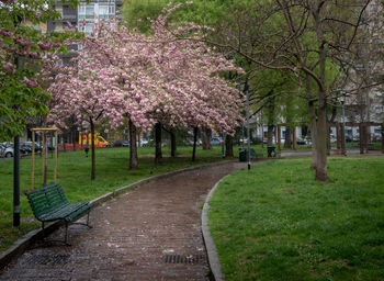 View of cherry trees in park