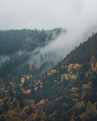 High angle view of forest against sky