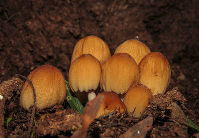 Close-up of mushrooms on field