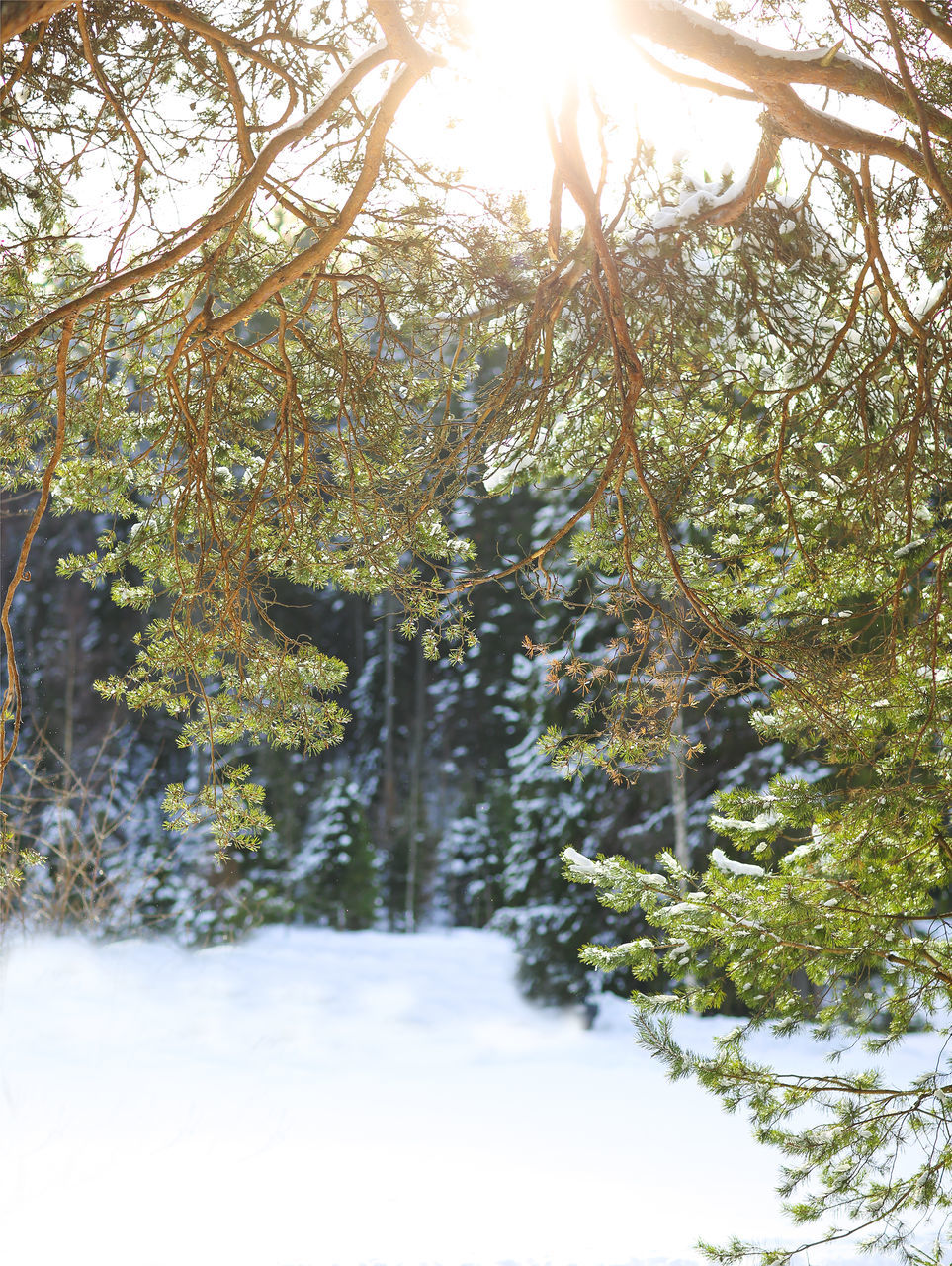 SCENIC VIEW OF SNOW COVERED LAND