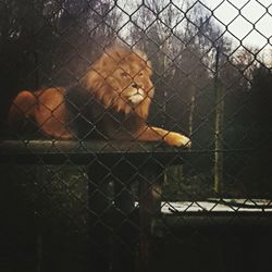 Close-up of monkey in cage