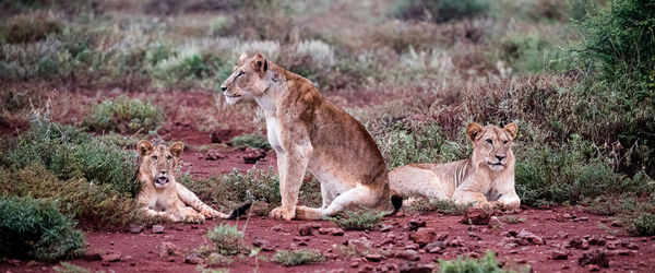 View of cats in zoo