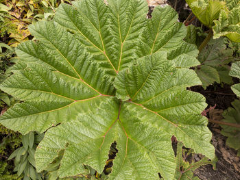 Close-up of green leaves