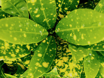 Close-up of wet leaves