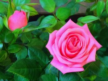 Close-up of pink rose