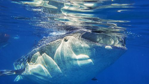 Oslob whale shark