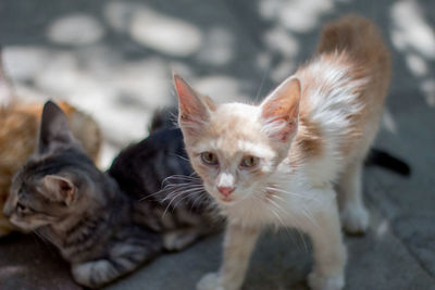 Portrait of kitten sitting outdoors