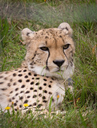 Portrait of a cat on field