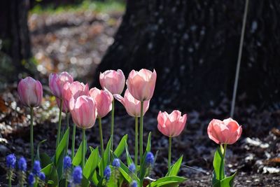 Close-up of pink crocus flowers on field