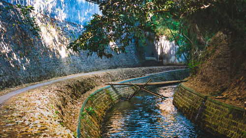 Canal by trees in forest