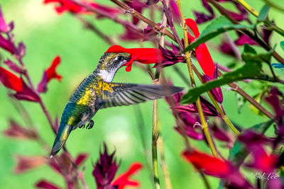 Young male ruby throated hummingbird