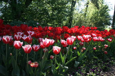 Close-up of pink flowers
