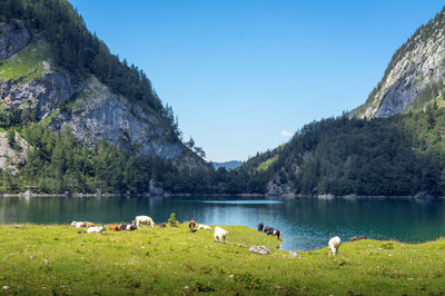 Scenic view of lake against clear sky