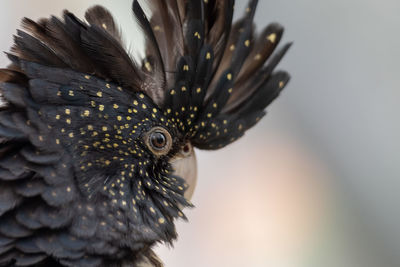 Red tailed black cockatoo