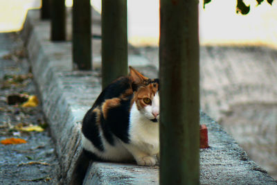 Close-up of cat