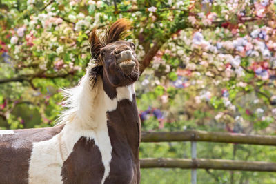 Portrait of an animal