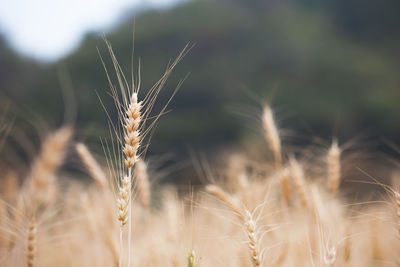 Close-up of wheat growing on field