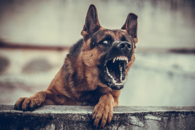 Close-up of a dog looking away