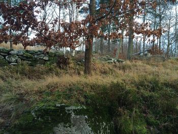 Trees on grassy field