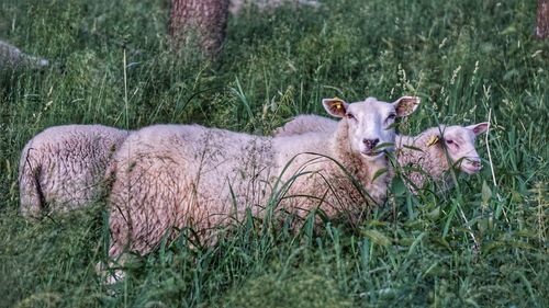 Sheep on field