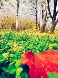 Close-up of leaves on field