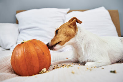 Dog gnaws orange pumpkin indoors