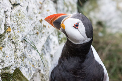 Close-up of puffin