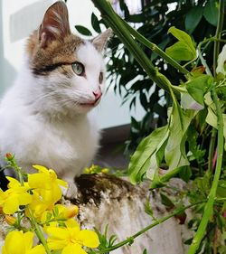 Cat looking away on plant